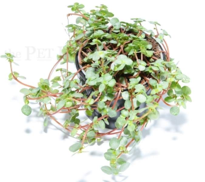 Pilea nummularia